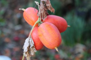 赤くなったカラスウリの果実の写真