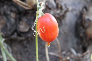 赤くなったカラスウリの果実の写真
