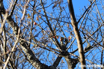 桜の木にからみつくカラスウリの写真