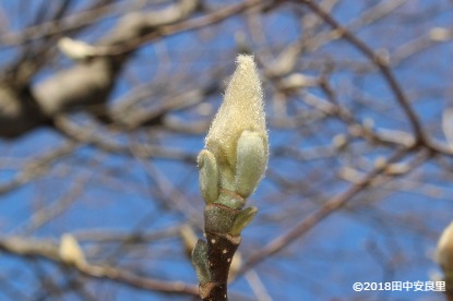 モクレンの冬芽の写真