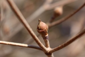 ヤマボウシの冬芽の写真