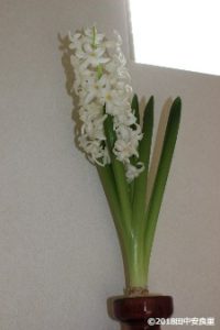 ヒヤシンスの花の写真