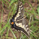 幼虫と私、食草のかぶり方　キアゲハ編