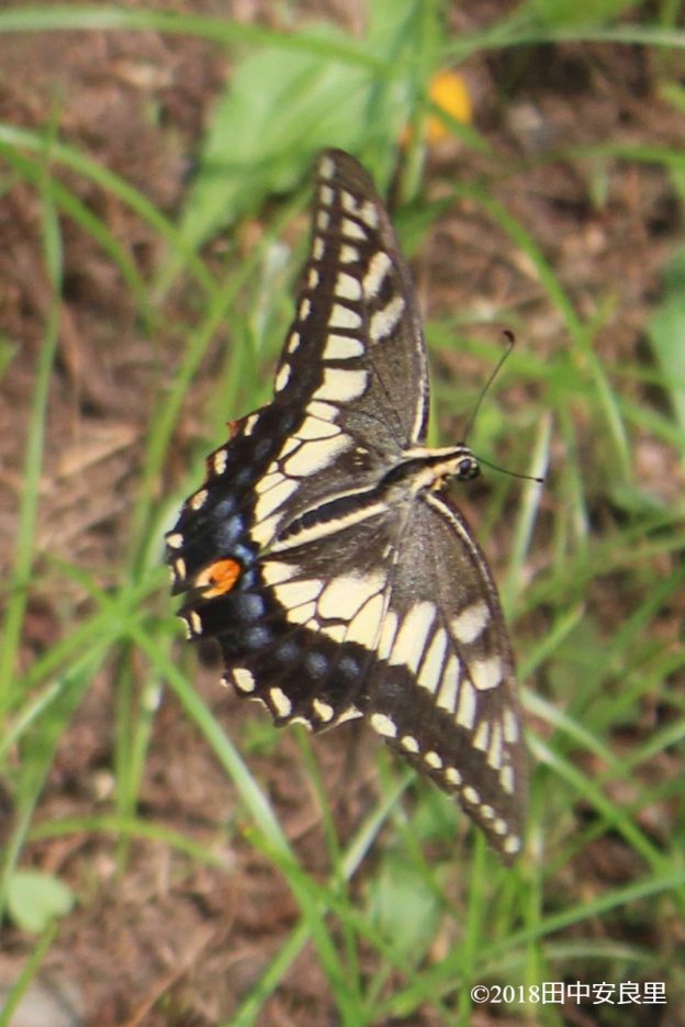 キアゲハの写真