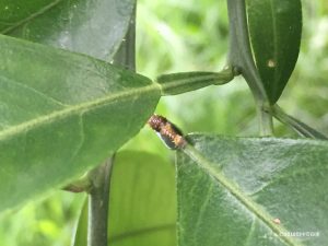 ミカンの葉の上にいるアゲハチョウの幼虫の写真