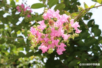 サルスベリの花の写真