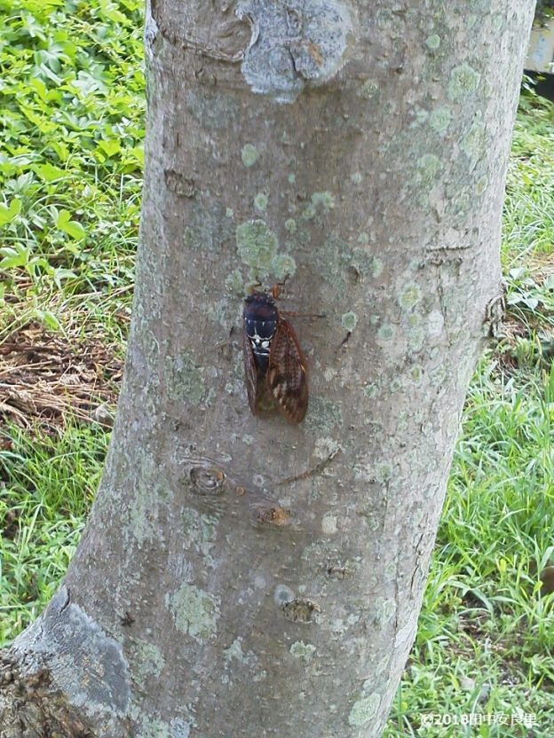 セミが一斉に鳴けば梅雨明け