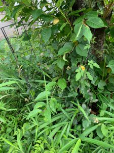 まわりの草木に埋もれたブラックベリーの写真