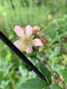 ブラックベリーの花の写真