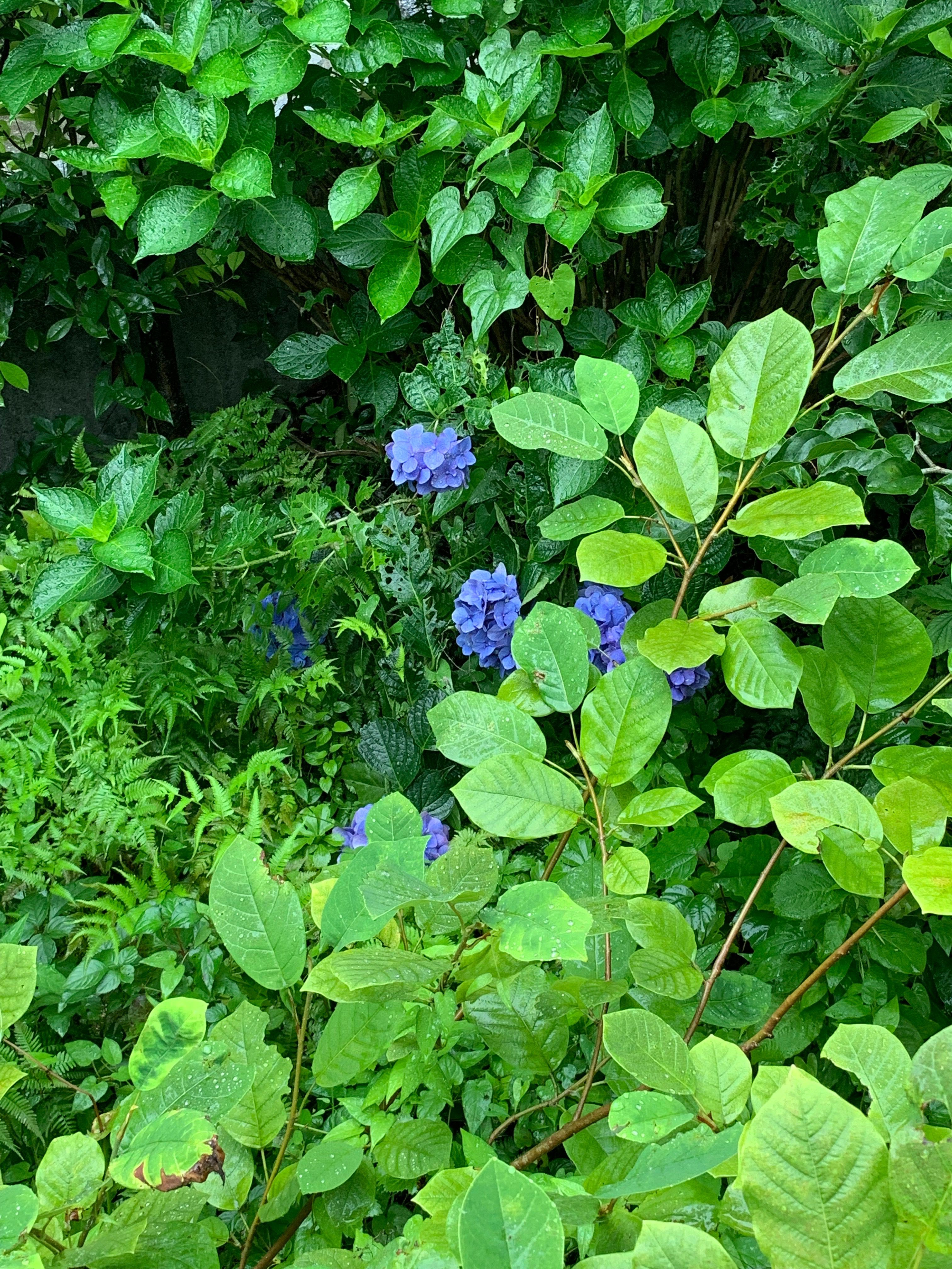 今年はアジサイが全く咲かなかった 田中安良里の庭ノート