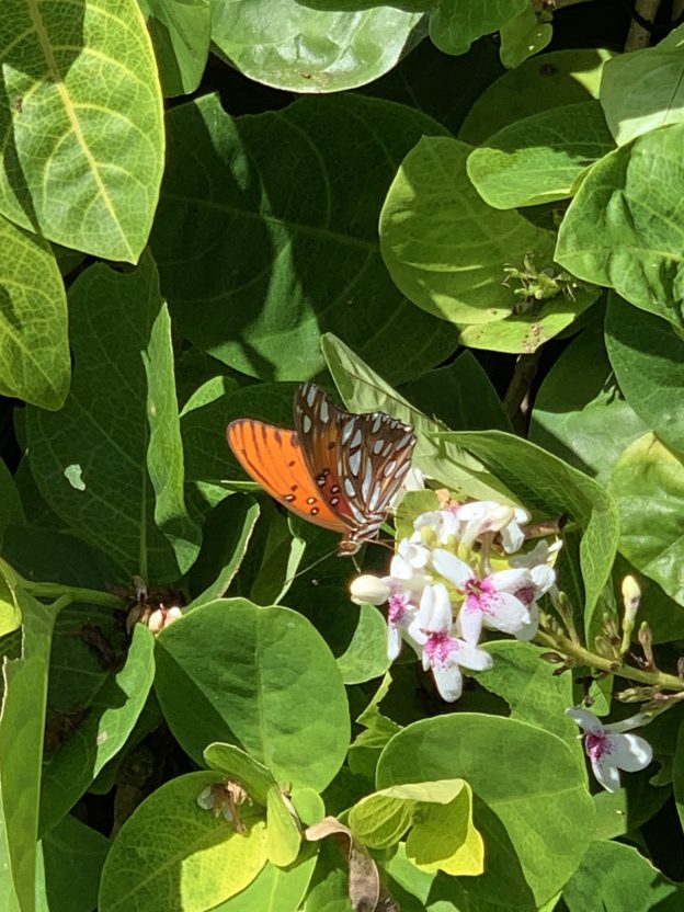 ハワイの蝶ーヒョウモンドクチョウとオオカバマダラ