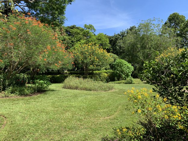 ハワイのフォスター植物園のバタフライガーデン