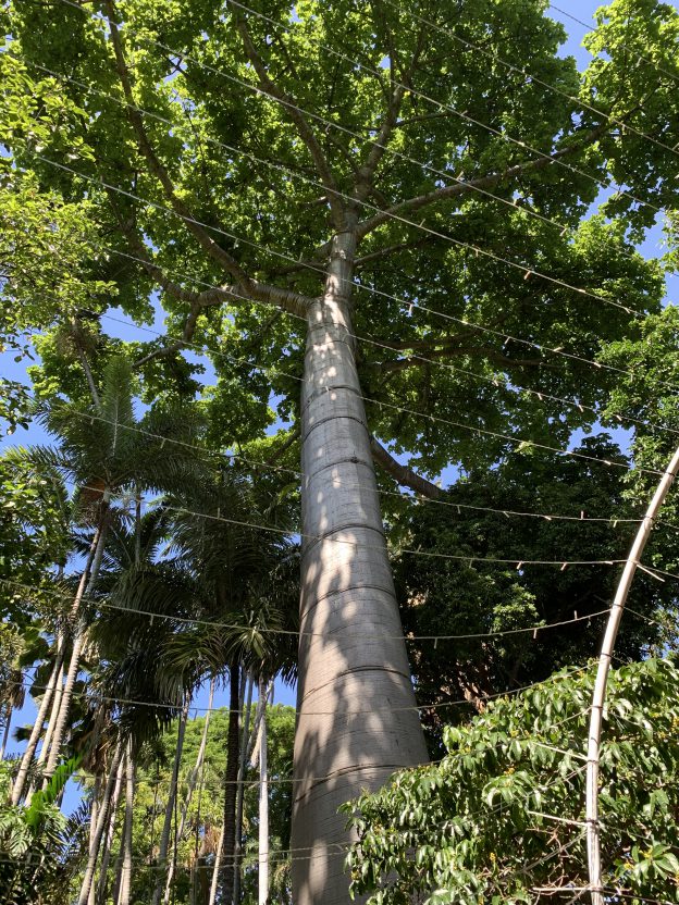 ハワイのフォスター植物園のクイポツリー