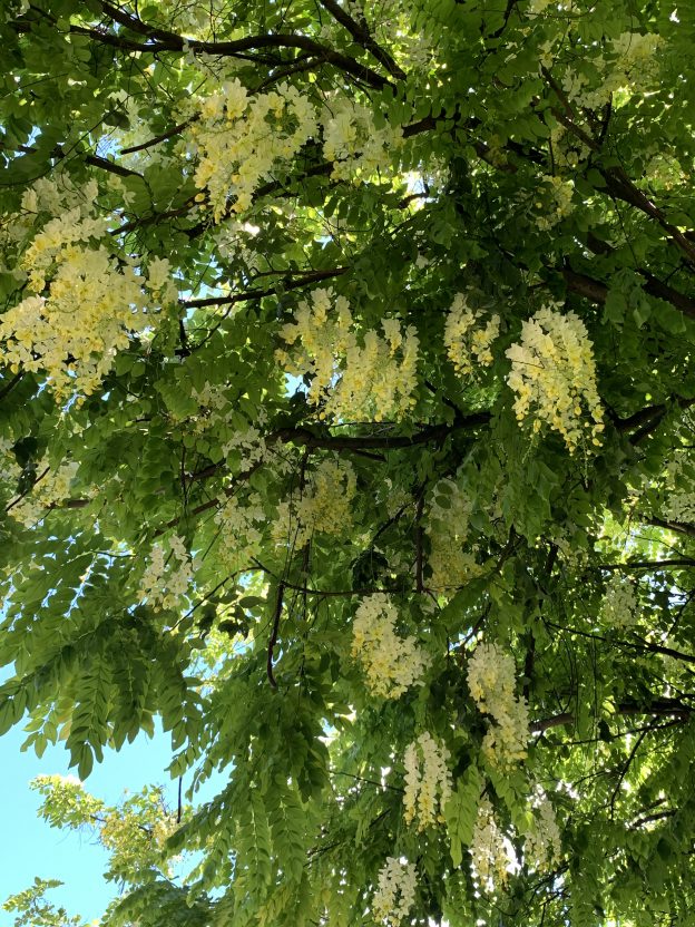 ハワイのシャワーツリーの花