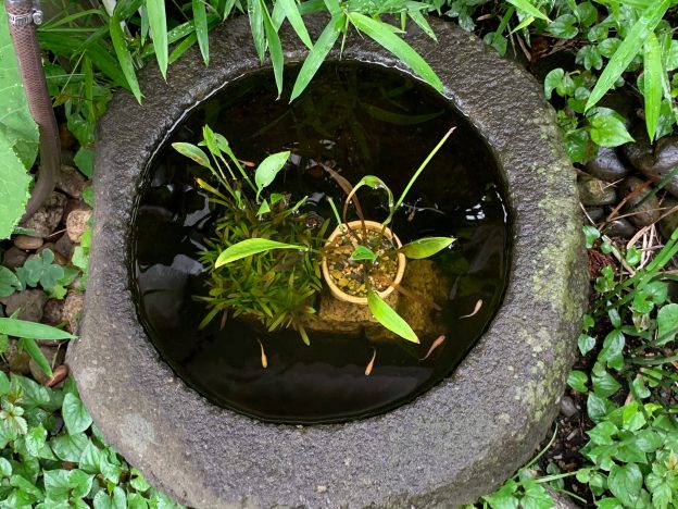 メダカ、元気です。