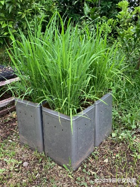 バケツ稲、今年も順調です。