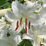 カサブランカの花が咲けば梅雨明け！