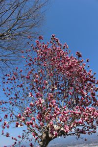 3月のモクレンの花