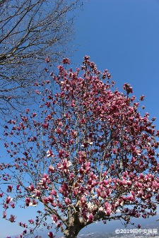 3月のモクレンの花