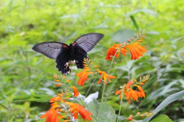 今年もナガサキアゲハがやってきました!