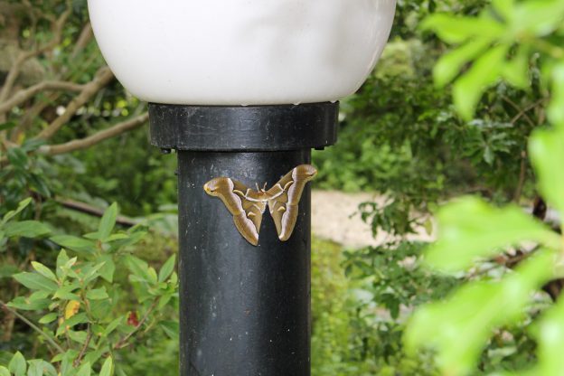 蝶は大好きだけど蛾は絶対ムリ!庭でシンジュサンを目撃する