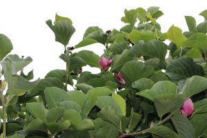 7月のモクレンの花