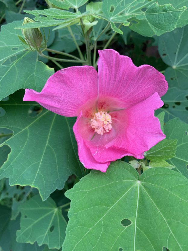 ピンクのフヨウが咲きました