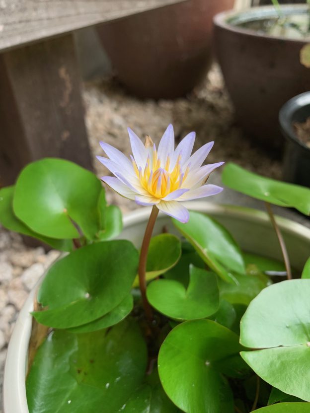 勝手に冬越ししてくれる我が家の熱帯スイレン