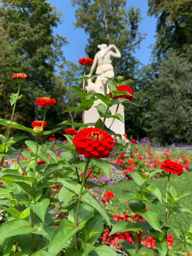 スイスの庭は虫がいなくて残念だけどリスがいる！