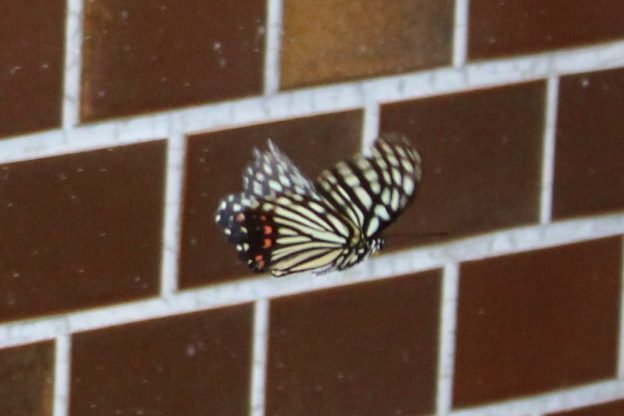 静岡の庭でアカボシゴマダラを目撃!