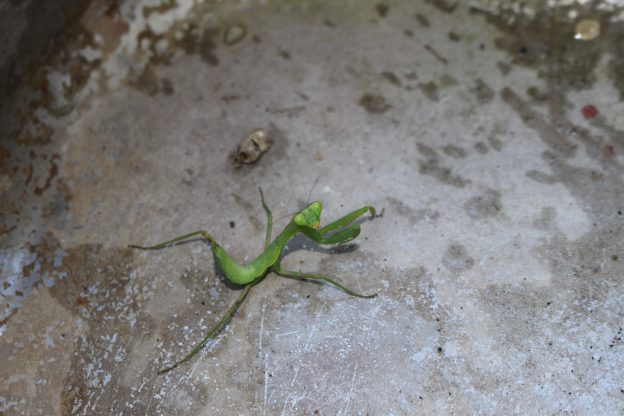 緑のカマキリが茶色のカマキリになっていた!