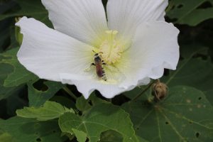 フヨウの中の花粉まみれの虫