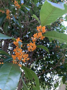 キンモクセイの花