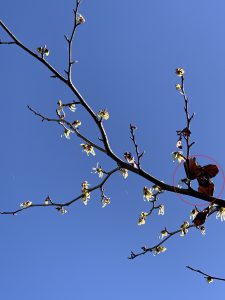 マンサクの花の写真