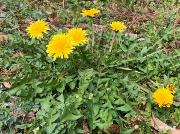 さらりとした、くせのない味！タンポポ・コーヒーを作る