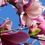 ニシキモクレン：花びらが両面折り紙のような絶妙な配色！真夏に咲くとまさに木に咲く蓮で、冬芽も美しい