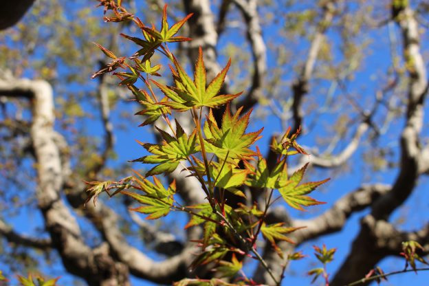 新緑なのに葉っぱのふちが赤い！モミジの新芽が出ました！