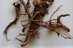 乾燥したタンポポの根