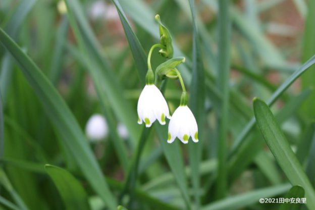 スノーフレーク:デザインが細かすぎる!ランプシェードのような花でよく「スノードロップ」と間違えられている