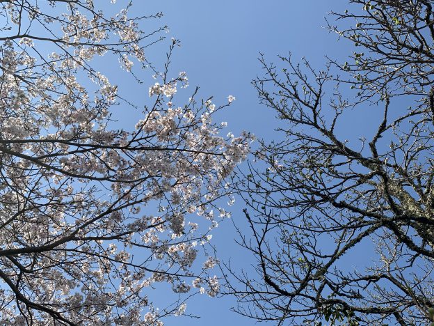 桜が満開になり、梅に実がつき始めました