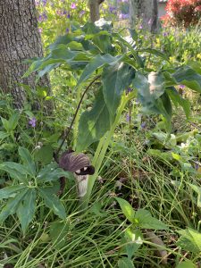 ウラシマソウの写真