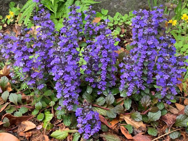 グランドカバーに最適！アジュガの花が咲きました！