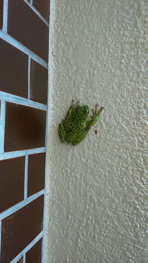 ひょっとしてモリアオガエル！？庭に謎のカエルが出没