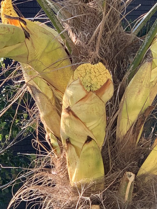 ジュラシックなキモ怖さ！シュロの花が咲きました！