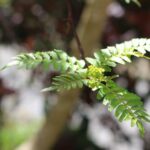 アゲハチョウと私で食草がかぶってしまう！サンショウの新芽