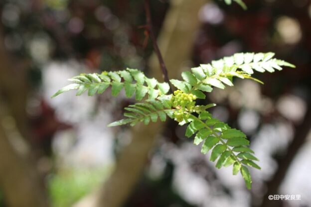 アゲハチョウと私で食草がかぶってしまう！サンショウの新芽