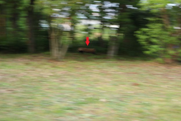 今年もタヌキ キター！ブレブレの写真ですが。