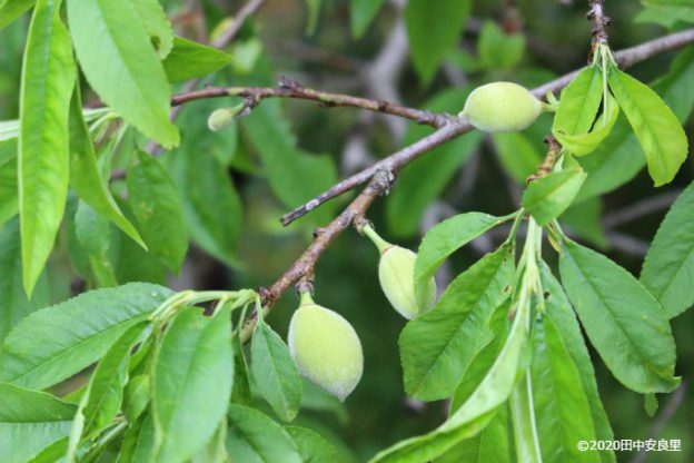 源平枝垂れ桃の実がなる！鬼門除けの桃の木