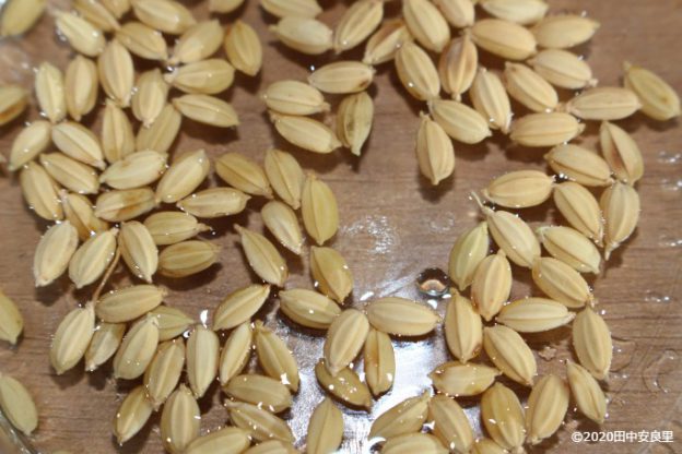 種もみを水に浸す！今年もバケツ稲