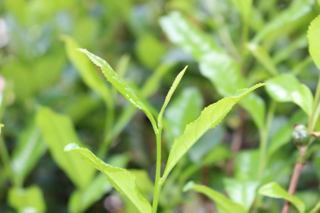 立夏キター!庭のチャの木の新芽が出ました!